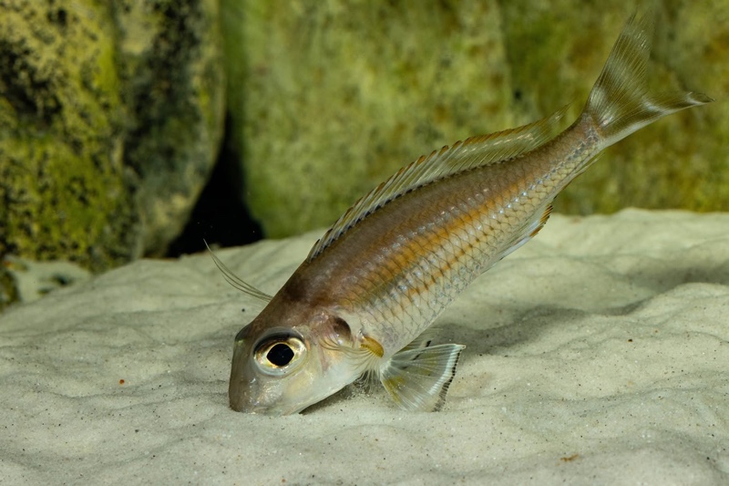 Xenotilapia caudafasciata
